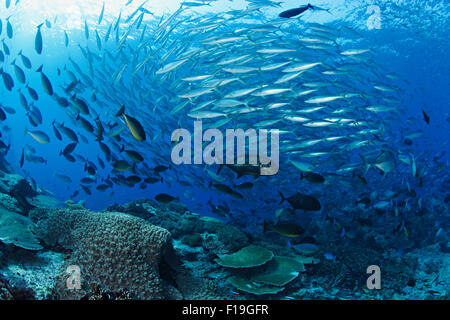 PX0379-D. Fisch-Schule über Seeberg. Regenbogen Läufer (Elagatis Bipinnulatus), schlanke Unicornfish (Naso Hexacanthus) Stockfoto