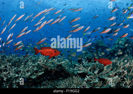 px0407-D. Halbmond-Tail Bigeyes (Priacanthus Hamrur), Schule Bluestreak Fusiliers (Pterocaesio Fliese) und Chromis (Chromis sp Stockfoto