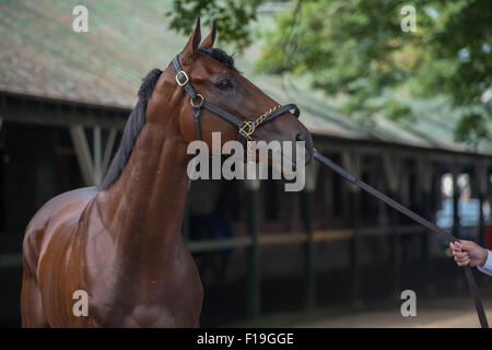 Saratoga Springs, New York, USA. 1. Januar 2014. Gewinner der Triple Crown amerikanisches PHAROAH heute Morgen nach einem zweiten Platz gestern in den Travers Stakes in Saratoga Racecourse, Sonntag, 30. August 2015. Bildnachweis: Bryan Smith/ZUMA Draht/Alamy Live-Nachrichten Stockfoto