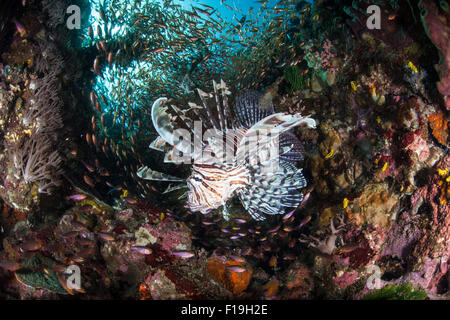 Ein Rotfeuerfisch jagt für kleine Fische an einem Korallenriff in Horseshoe Bay, Komodo National Park, Indonesien. Dies ist eine giftigen Arten. Stockfoto