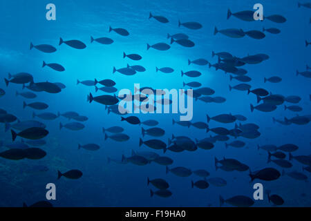 px0739-D. Schlanke Unicornfish (Naso Hexacanthus) Form große Schwärme, variieren in der Farbe von blau bis grau bis braun. Indonesien, tropische Stockfoto