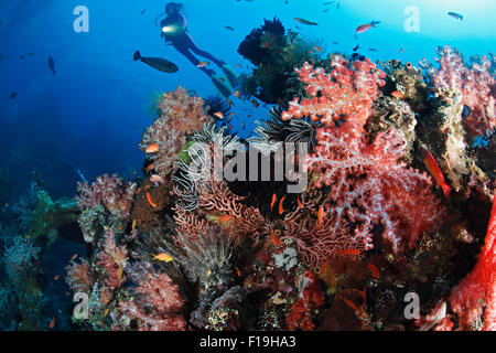 px0869-D. Scuba Diver (Modell freigegeben) schwebt überragen bunt, Critter verkrusteten bleibt von der Liberty Schiffswrack - jetzt Artificia Stockfoto