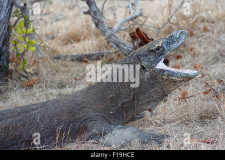 px42408-D. Komodo-Waran (Varanus Komodensis), weltweit größte Eidechse. Speichel ist voll von Bakterien, die tödlich sein können. Komodo, Stockfoto