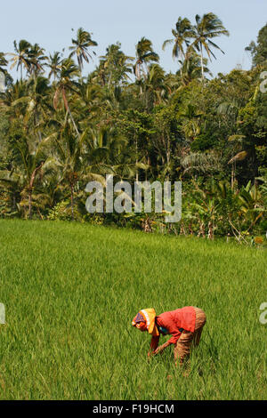 px42744-D. Frau arbeiten in Reisfeldern. Bali, Indonesien. Foto Copyright © Brandon Cole. Alle Rechte weltweit vorbehalten. Stockfoto