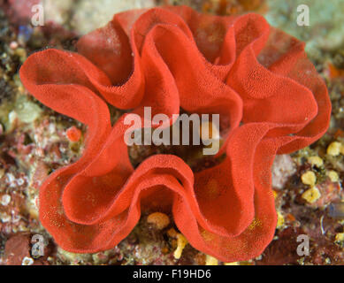 PX50070-D. Eiern der spanischen Tänzerin Nacktschnecke (Hexabranchus Sanguineus). Tausende von Eiern in Ei Band Spule von Seeschnecke gelegt Stockfoto