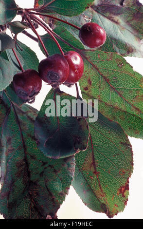 APPLE SCAB SYMPTOME (VENTURIA INAEQUALIS) auf Crab Apple Tree (auch bekannt als schwarzer Fleck) Stockfoto