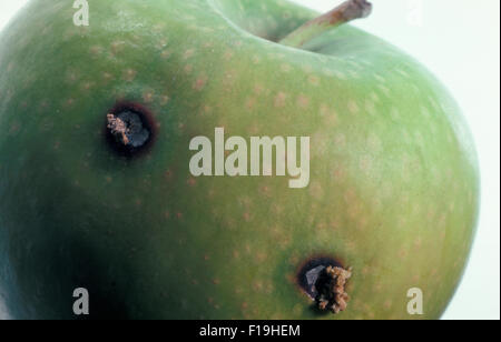 SCHÄDEN AN GRANNY SMITH APFEL DURCH DIE DORSCH (ODER CODLIN) MOTH (CYDIA POMONELLA) RAUPE Stockfoto