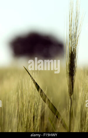 Ein Gerste (Hordeum Vulgare) auf Feld mit Baum im Hintergrund unscharf Stockfoto