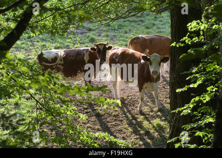 Kühe auf einer Wiese am Waldrand Stockfoto