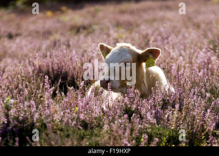 Kühe im New Forest, Dorset, Großbritannien, Europa Stockfoto