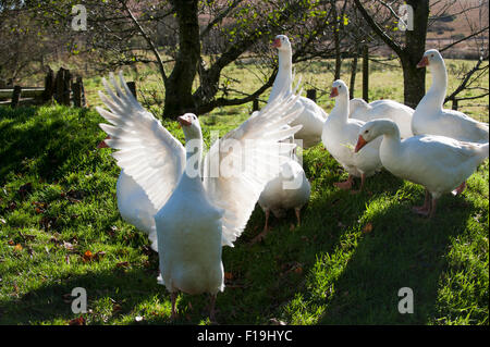 Gänse (Anser Anser Domestica) Devon England Europa Stockfoto