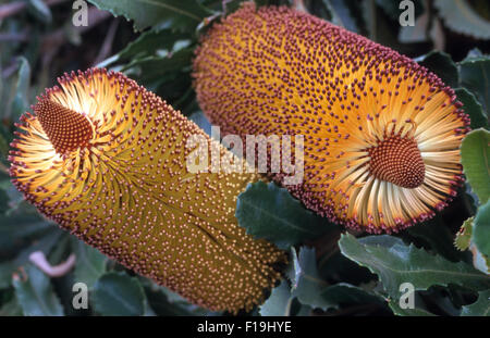 In der Nähe von banksia Blumen, Sydney, New South Wales, Australien Stockfoto