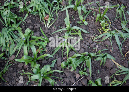 Frisch geschlüpfte Glockenblumen mit ein paar einjährigen Unkräutern im Blumenbeet Stockfoto