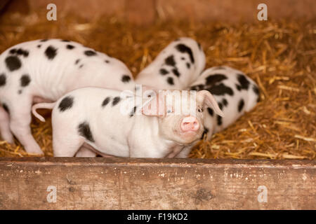 Gloucester alten Stelle Ferkel in einem Schuppen, mit einem Blick sehr niedlich und stolz, auf Hund Bergbauernhof in Carnation, Washington Stockfoto