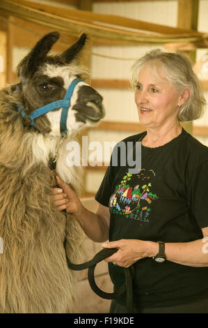 Frau mit Leine Lama (Irish Soul) tragen ein Halfter vor Scheren auf einem Bauernhof in der Nähe von Issaquah, Washington, USA Stockfoto