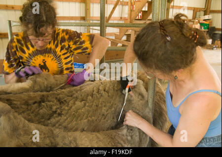 Zwei Frauen Scheren eine Lama (Irish Soul) mit einer Schere auf einer Farm in der Nähe von Issaquah, Washington, USA Stockfoto