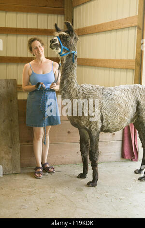 Frau mit Seil von einem frisch geschoren Lama (Irish Soul) in der Nähe von Issaquah, Washington, USA Stockfoto