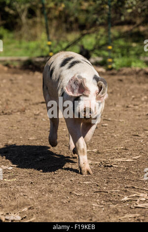 Alte Flecken Gloucestershire Schwein läuft in Carnation, Washington, USA Stockfoto