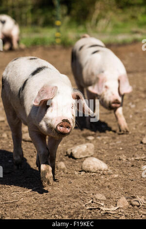 Alte Flecken Gloucestershire Schweine laufen in Carnation, Washington, USA Stockfoto