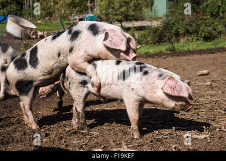 Alte Flecken Gloucestershire Schweine Paarung in Carnation, Washington, USA. Stockfoto