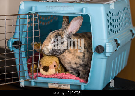 Harlekin Mini Rex Haustier Kaninchen in eine Transportbox.   Kaninchen sollten in einem gut ausgebauten Transportbox zum Tierarzt Reisen. Stockfoto