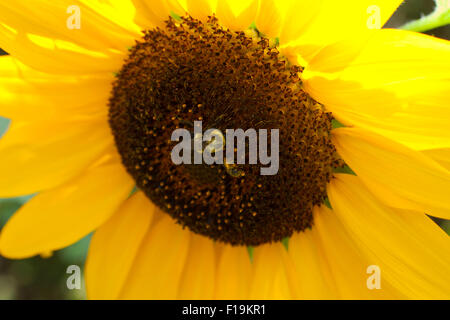 Hummel auf Sonnenblume - USA Stockfoto