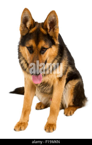 Deutscher Schäferhund liegend, isoliert auf weißem Hintergrund, Studio gedreht. Stockfoto