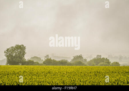 Green Fields of England Konzept. Dunkler und broodischer Regen-Sodden-Tag, der über einer unreifen Weizenernte hängt. Für Lebensmittelsicherheit/wachsende Lebensmittel düstere Aussichten. Stockfoto