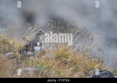 Lagopus Muta / Alpenschneehuhn / Alpenschneehuhn im natürlichen Lebensraum. Stockfoto