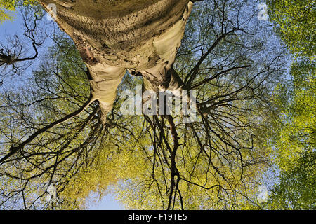 Sehr alte Fagus Sylvatica / Buche / Rotbuche wächst hoch oben in den blauen Himmel. Stockfoto