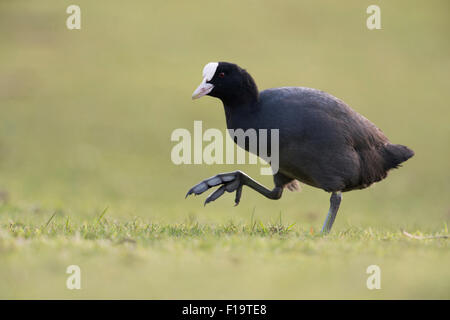 Lustiges Bild von Fulica Atra / eurasischen Coot / Blaessralle zeigt ihre großen Füße. Stockfoto