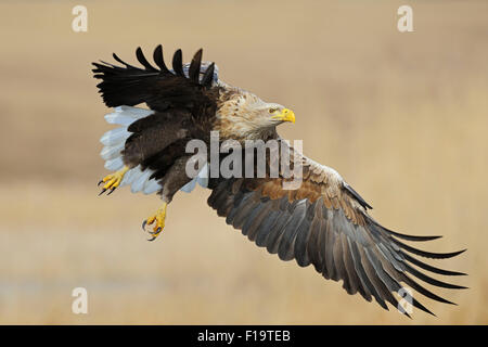 Leistungsstarke Haliaeetus Horste / Seeadler / Seeadler mit weit geöffneten Flügeln fliegen über Reed Grass in Feuchtgebieten. Stockfoto