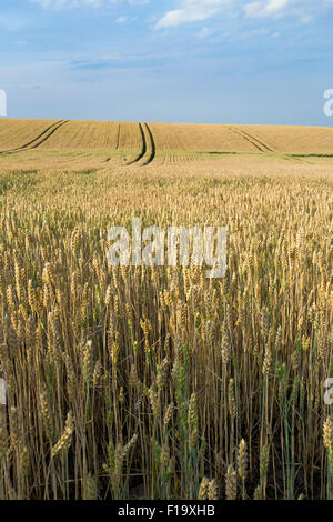 Goldene Weizenfeld in der Sommerzeit, Ländliches Motiv Stockfoto