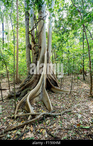 Massive Baum wird gestützt durch Wurzeln im Tangkoko Nationalpark in Nord-Sulawesi, Indonesien. Dieser Park ist Heimat von schwarzen Macaq Stockfoto