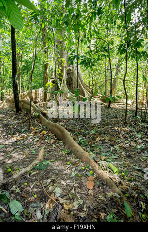 Massive Baum wird gestützt durch Wurzeln im Tangkoko Nationalpark in Nord-Sulawesi, Indonesien. Dieser Park ist Heimat von schwarzen Macaq Stockfoto