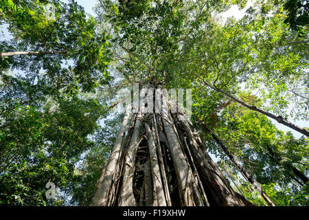 Massive Baum wird gestützt durch Wurzeln im Tangkoko Nationalpark in Nord-Sulawesi, Indonesien. Dieser Park ist Heimat von schwarzen Macaq Stockfoto