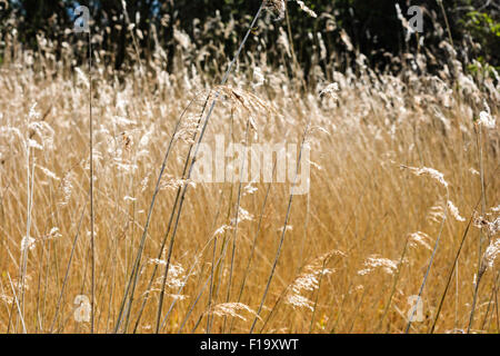 Weizen farbige Gräser wachsen auf in Feuchtgebieten, Sümpfen in Kent. Zeigen vor allem die Spitzen der Gras mit palmkätzchen. Stockfoto