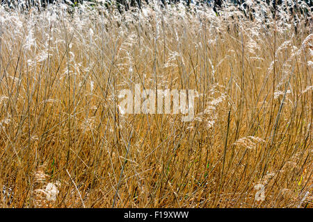 Weizen farbige Gräser wachsen auf in Feuchtgebieten, Sümpfen in Kent. Zeigen vor allem die Spitzen der Gras mit palmkätzchen. Füllt ganze Rahmen. Stockfoto