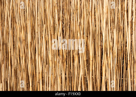 Sumpfland Gräser, Schilf, Binsen. Ansicht von der Seite betrachtet gerade in der Masse der Stiele, Fokus auf Hintergrund stammt. Muster, Hintergrund. Stockfoto