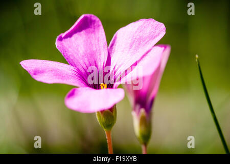 England. Lila Centaury, "centaurium pulchellum'. Kleine wilde Blume mit fünf Blütenblätter und winzige gelbe Blume im Inneren gegen grüne Gras Hintergrund Stockfoto