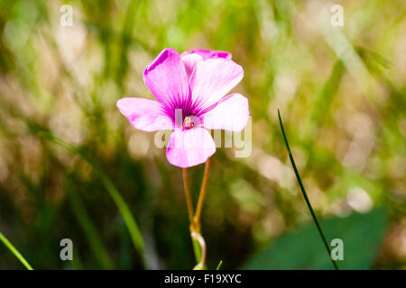 England. Lila Centaury, "centaurium pulchellum'. Kleine wilde Blume mit fünf Blütenblätter und winzige gelbe Blume im Inneren gegen grüne Gras Hintergrund Stockfoto