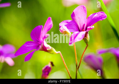 England. Lila Centaury, "centaurium pulchellum'. Kleine wilde Blume mit fünf Blütenblätter und winzige gelbe Blume im Inneren gegen grüne Gras Hintergrund Stockfoto