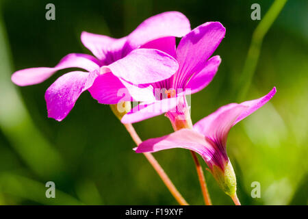 England. Lila Centaury, "centaurium pulchellum'. Kleine wilde Blume mit fünf Blütenblätter und winzige gelbe Blume im Inneren gegen grüne Gras Hintergrund Stockfoto