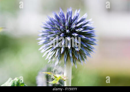 Garten Blume. echinops ritro haben's itch Blue" Nahaufnahme der Blau Lila Blume - Kopf, Spikes und Gespräche in runde Kugel Muster Stockfoto