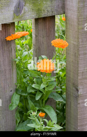 Calendula Officinalis. Englische Ringelblumen stossen durch ein Gartenzaun. Stockfoto