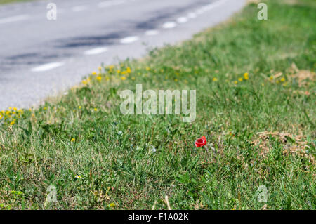 Allein Mohnblume am Rande der Straße, Einsamkeit-Konzept Stockfoto