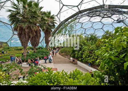 Im Inneren der mediterranen Biome im Eden Project, St Austell, Cornwall Stockfoto