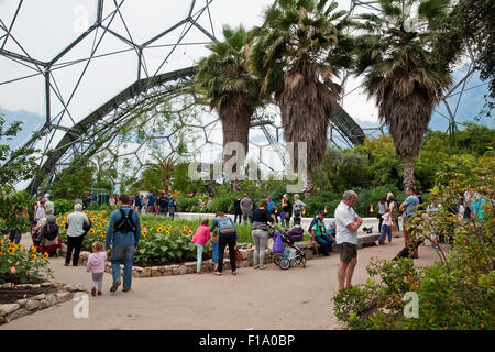 Im Inneren der mediterranen Biome im Eden Project, St Austell, Cornwall Stockfoto