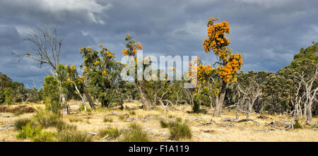 Australische Weihnachtsbäume (Nuytsia floribunda) wachsen in der Australischen Buschland in der Nähe von Perth. AKA Native Mistel Stockfoto