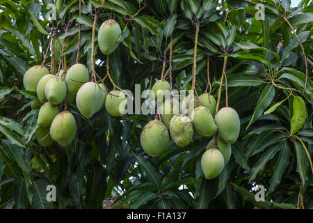 Mangobaum. Stockfoto